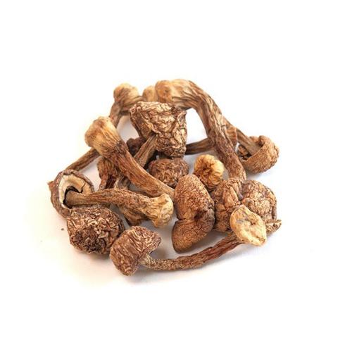 Buy Brazilian Magic Mushrooms Buy Brazilian Magic Mushrooms