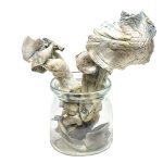 Buy Albino Penis Envy Mushrooms