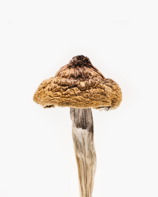 Buy B+ Magic Mushroom Buy B+ Magic Mushroom