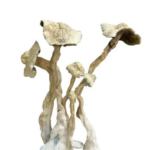 Buy A+ Magic Mushroom Online Buy A+ Magic Mushroom Online