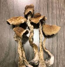 Buy B+ Magic Mushroom